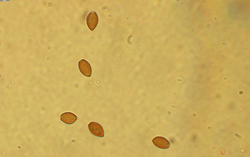 Coprinopsis strossmayeri (Schulzer) Redhead et al.